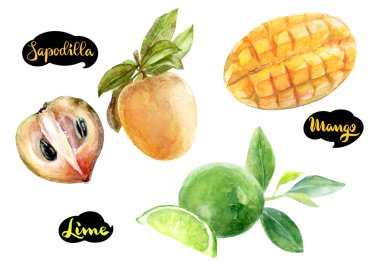 Sapodilla, mango, beyaz arka plan üzerinde çizilmiş suluboya illüstrasyon izole limon el.