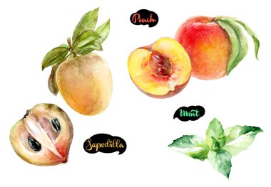 Sapodilla, şeftali, nane suluboya elle çizilmiş illüstrasyon izole beyaz arka plan üzerinde.