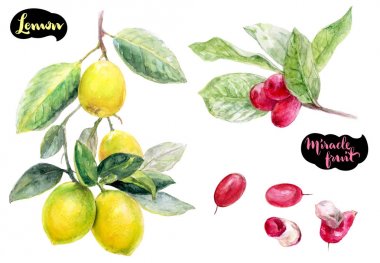 Beyaz arka plan üzerinde mucize meyve ve limon el çizmek suluboya illüstrasyon izole.