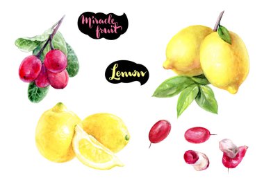 Beyaz arka plan üzerinde mucize meyve ve limon el çizmek suluboya illüstrasyon izole.
