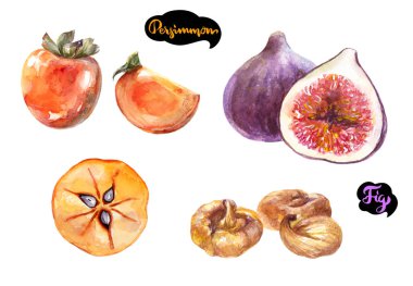 Hurma, beyaz arka plan üzerinde taze ve kuru incir suluboya çizilmiş illüstrasyon izole.