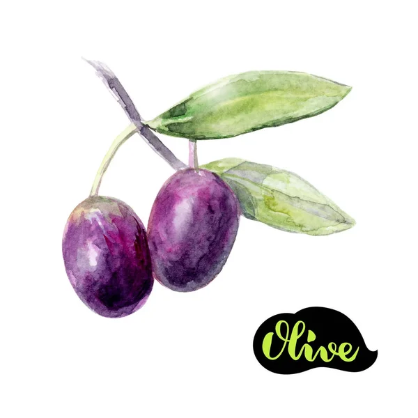 Olive Aquarel Hand Tekenen Illustratie Geïsoleerd Witte Achtergrond — Stockfoto