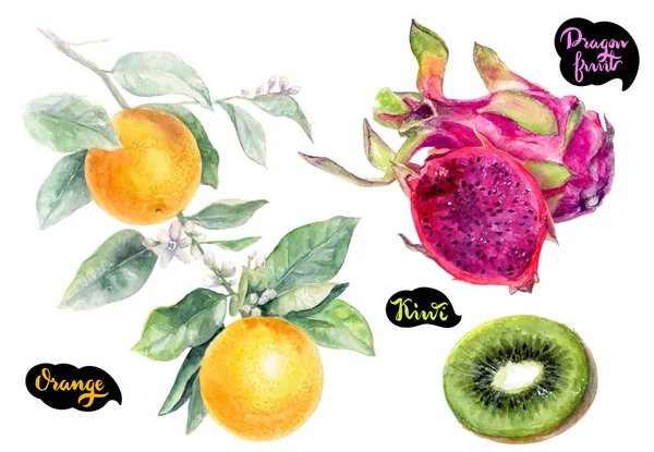 Dragon Fruit Kiwi Orange Hand Drawn Watercolor Illustration Isolated White — Stock Photo, Image