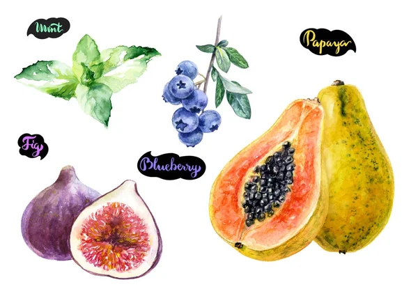 Dragon Fruit Bosbes Kiwi Mango Hand Getrokken Aquarel Illustratie Geïsoleerd — Stockfoto