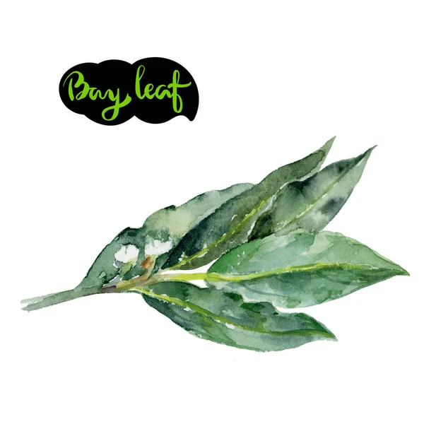 Bay Leaves Watercolor Hand Drawn Illustration Isolated White Background — Stock Photo, Image