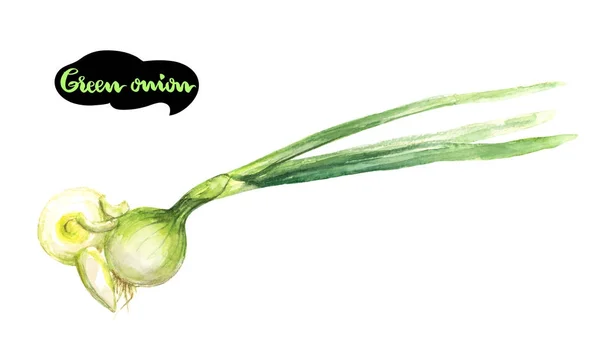 Cipolla Verde Disegnato Mano Illustrazione Acquerello Isolato Sfondo Bianco — Foto Stock