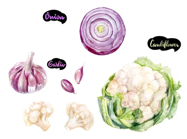 Otlar ve baharatlar mutfak suluboya takımı. Dilim soğan, sarımsak, karnabahar suluboya elle çizilmiş illüstrasyon izole beyaz arka plan üzerinde.