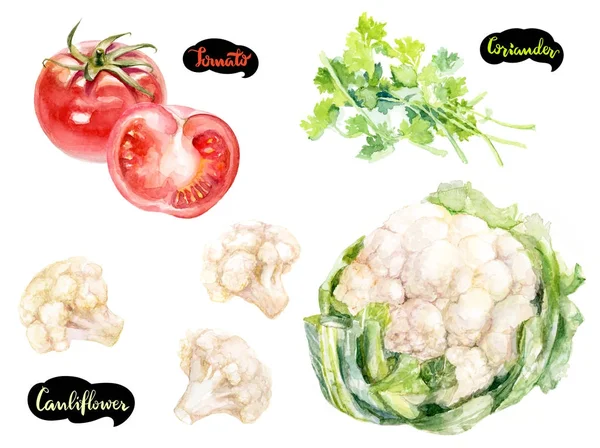 Örter Och Kryddor Akvarell Köksset Blomkål Koriander Tomater Akvarell Hand — Stockfoto