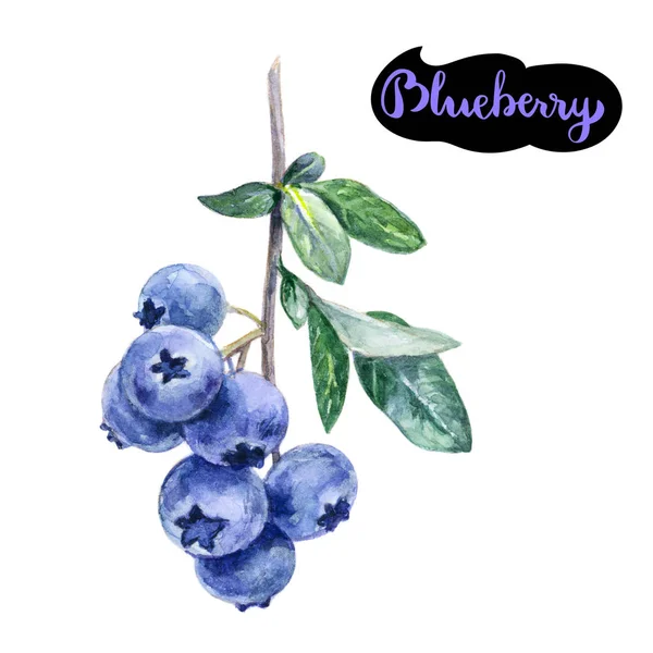 Blueberry Branch Watercolor Illustration Isolated White Background — Stock Photo, Image