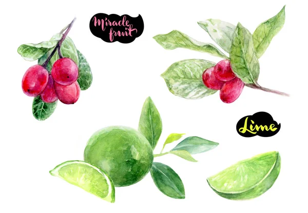 Zázrak Ovoce Vápno Rukou Kreslit Akvarel Ilustrace Izolované Bílém Pozadí — Stock fotografie