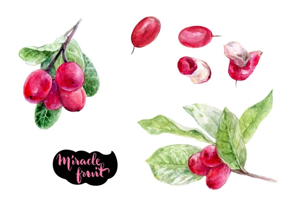 Miracle Fruit Watercolor Hand Draw Illustration Isolated White Background — Stock Photo, Image