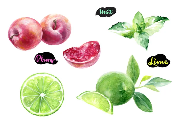 Plums Limes Mint Leaves Watercolor Hand Drawn Illustration Isolated White — Stock Photo, Image