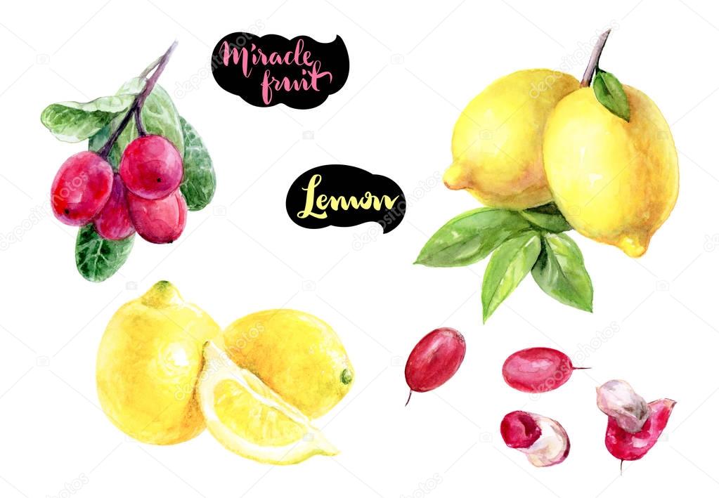 Miracle fruit and lemons hand draw watercolor illustration isolated on white background.