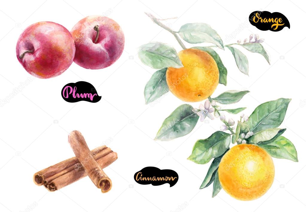 Plums, oranges, cinnamon watercolor hand-drawn illustration isolated on white background.