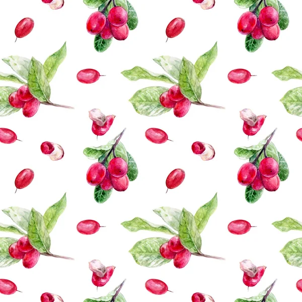 Miracle fruit seamless pattern. Miracle fruit hand drawn the watercolor illustration.