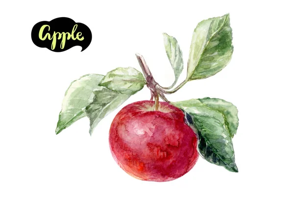 Apfel mit Blättern Aquarell — Stockfoto