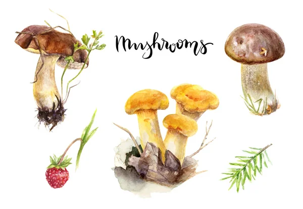 Mushroom forest-aquarel. — Stockfoto