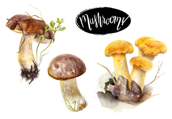 Lesní houby akvarel. — Stock fotografie