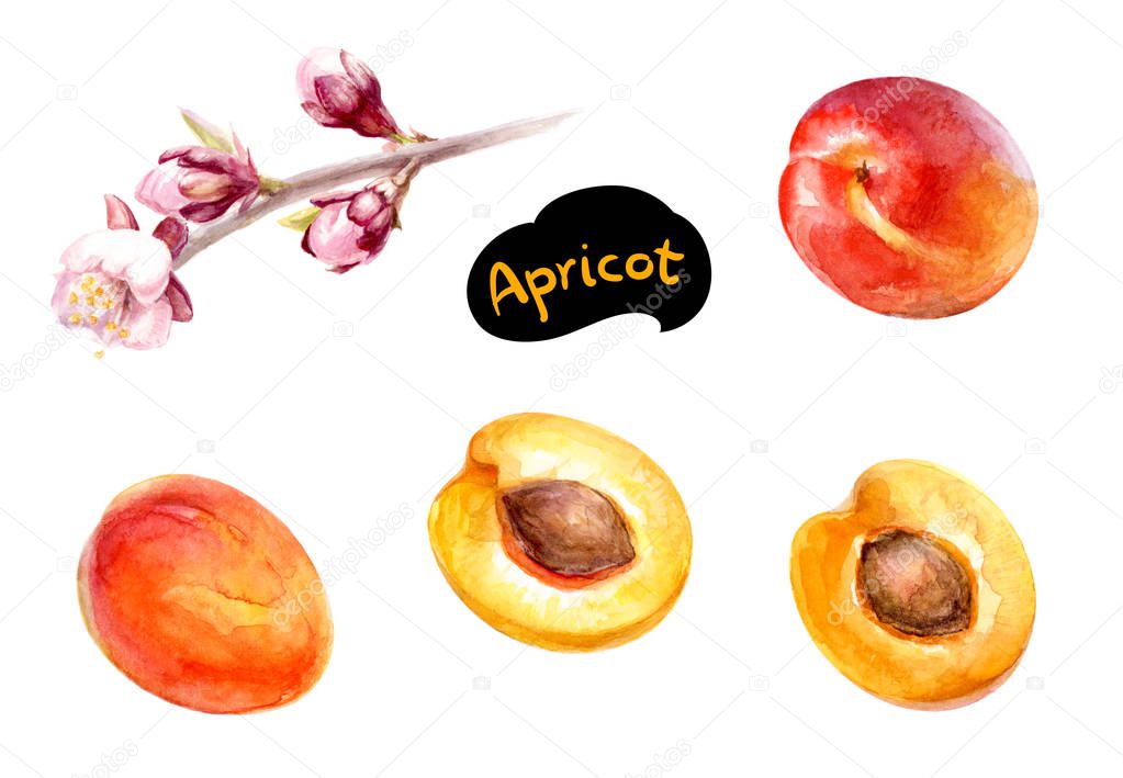 Apricot fruit with flowers watercolor.