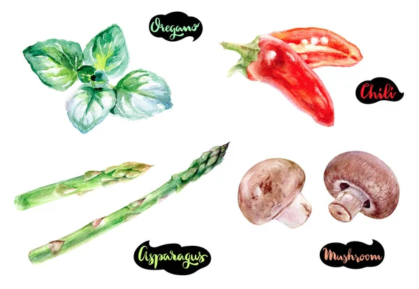 Champignons Asperges Chilipeper Aquarel Hand Getekende Illustratie Geïsoleerd Witte Achtergrond — Stockfoto