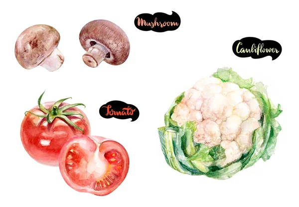 버섯, 양배추, 토마토 수채화. — 스톡 사진