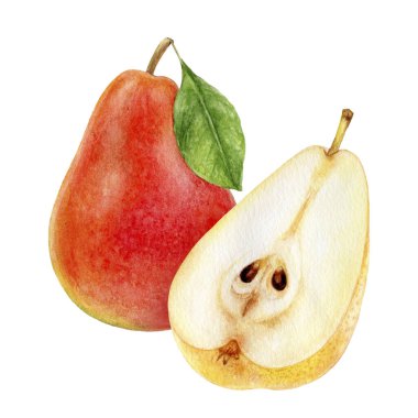 Armut meyveli suluboya beyaz arkaplanda izole