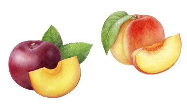 Şeftali erik seti bileşimi suluboya beyaz arkaplan üzerinde izole