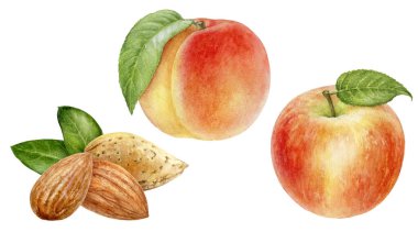 Şeftali badem elma seti suluboya beyaz zemin üzerinde izole