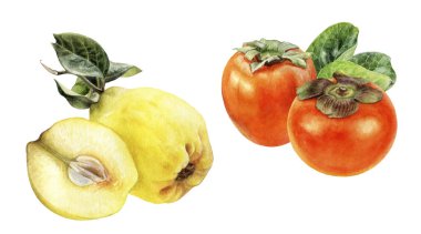 Hurma ayva suluboya beyaz arkaplanda izole edildi