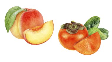 Hurma şeftalisi suluboya beyaz arkaplanda izole edilmiş