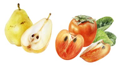 Hurma armudu suluboya beyaz arkaplan üzerinde izole