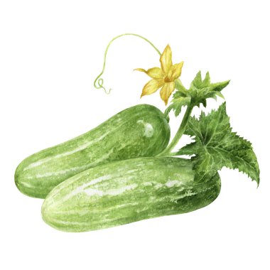 Beyaz zemin üzerinde yaprak ve çiçek suluboya salatalıklar