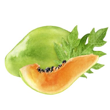 Papaya suluboya resmi beyaz arkaplanda izole edildi