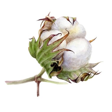 Cotton composition watercolor isolated on white background