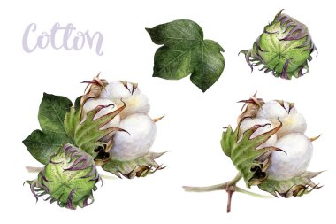 Cotton composition watercolor isolated on white background