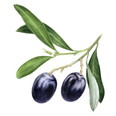 Beyaz arka planda siyah zeytinli suluboya