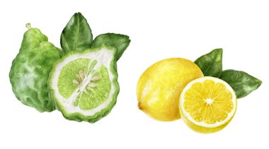 Beyaz arkaplanda limon suluboya yapraklı Bergamot
