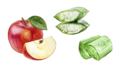 Aloe vera elma suluboya beyaz arkaplan üzerinde izole