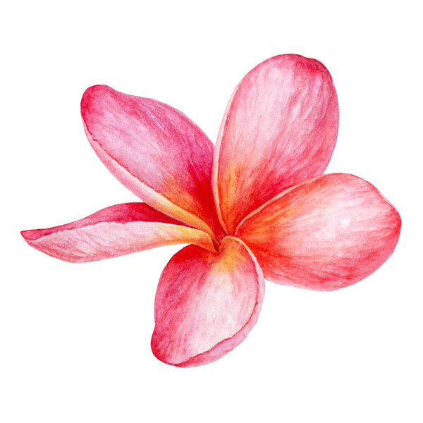 Plumeria tropical flower watercolor isolated on white background