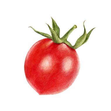 Beyaz zemin üzerinde izole edilmiş vişne domates suluboya