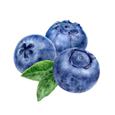 Beyaz arkaplanda yaban mersini suluboya çizimi izole edildi