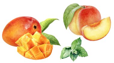 Beyaz arkaplanda izole edilmiş mango nane aromalı suluboya.