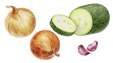 Mor soğan soğanı suluboya beyaz arkaplanda izole edildi