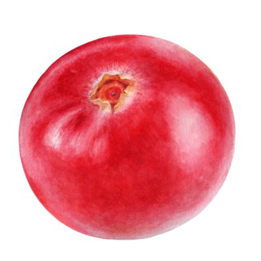 Kızılcık suluboya çizimi beyaz arkaplanda izole edildi