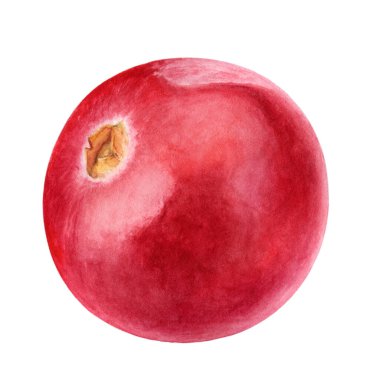 Kızılcık suluboya çizimi beyaz arkaplanda izole edildi