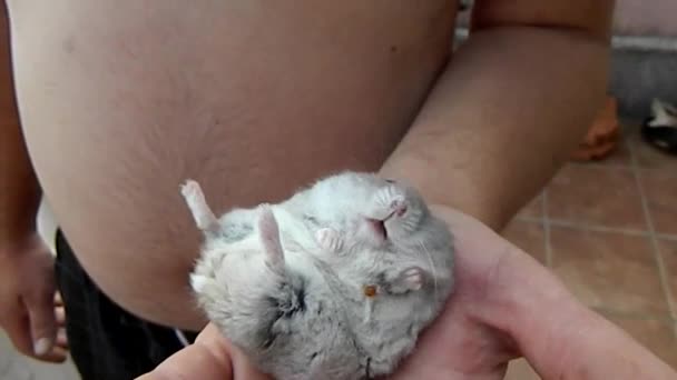 Ratón mascota disfruta de comer en la mano del propietario . — Vídeos de Stock