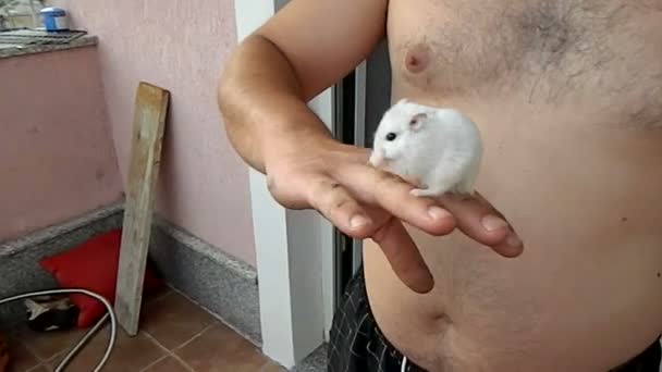 Ratón mascota disfruta jugando en la mano del propietario . — Vídeo de stock