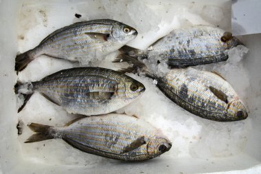 pazardaki deniz balığı