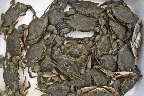 Market crabs in Greece — Stock Photo, Image