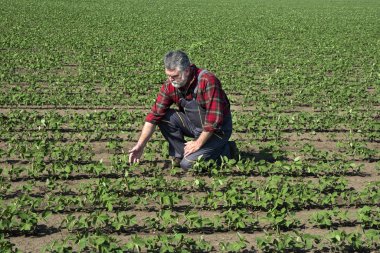 Soya fasulyesi tarlasında tarımcı
